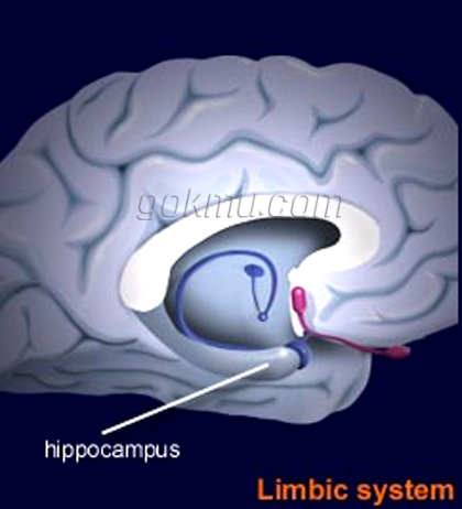 기억을 담당하는 해마(hippocampus)가 억제되면 '불랙아웃' 현상이 나타난다. 구글