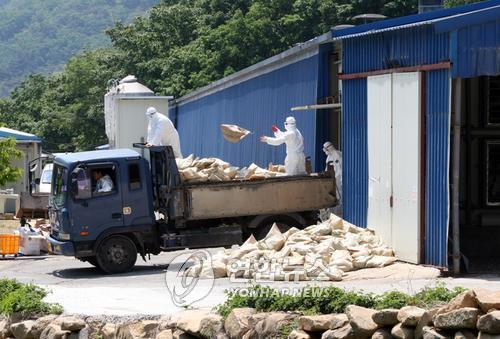 양산 AI 대량 살처분 시작 (양산=연합뉴스) 황봉규 기자 = 지난 11일 경남 양산시 상북면의 한 농가에서 발생한 조류 인플루엔자 바이러스가 결국 고병원성으로 확진되자 15일 오전부터 이 농장에서 가장 가까운 한 산란계 사육농가에서 공무원 등이 산란계를 담은 자루를 차량에 싣고 있다.<<지방기사 참조>>
