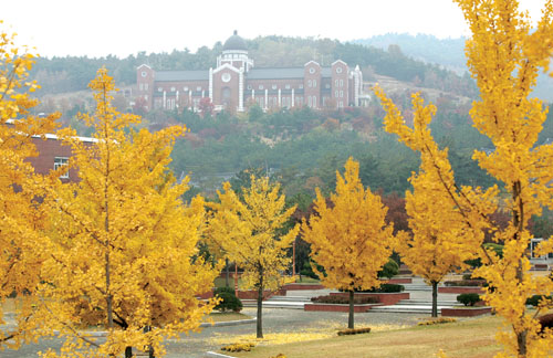 우리학교 교목인 은행나무 홍보팀