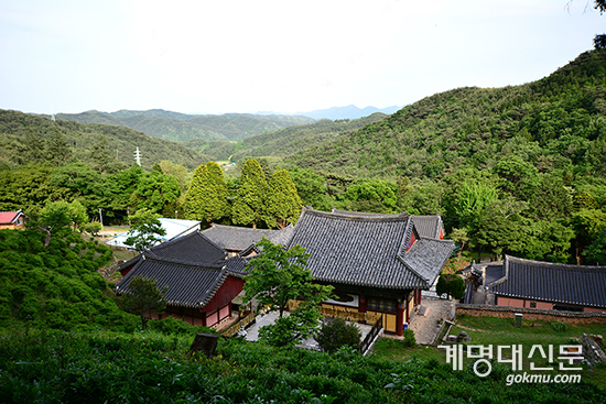 경남 사천시 곤양면에 위치한 다솔사 적멸보궁 뒤편의 차밭 <강판권 교수>